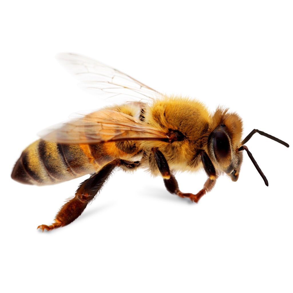Abeille mascotte Beenome